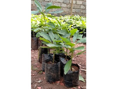 Importance of Quality Seedlings